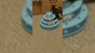Cat Plays With Rolling Ball Toy - 1848918 - 5