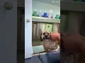 Mobile Grooming Katy Texas