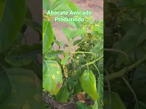 Abacate Avocado produzindo com menos de 2 anos