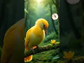 Download Lagu Pesona Burung Kuning di Hutan Tropis #burungkicaudialamliar #burunggacor #birds #birdsong #cute