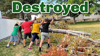 Grandmas Giant Tree Fell Over! Why are all her trees Dying??