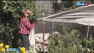 В Омской области этой ночью будут аномальные для августа заморозки