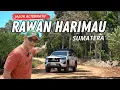 Download Lagu HARIMAU SUMATERA PALING BANYAK DISINI II SUOH