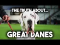 Dog Trainer Reviews the Great Dane