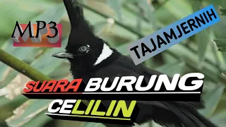 Download Burung Cililin Gacor Jeda Rapat MP3