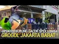 Download Lagu GROGOL MURAI BATU ! BURUNG MURAH SPEK LOMBA CUCAK IJO KIOS BURUNG JAKARTA BARAT 
