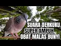 Download Lagu SUARA BURUNG TEKUKUR ini Pancingan TEKUKUR GACOR suara NGALAS 100% MANJUR