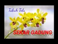 Download Lagu Tabuh Telu \