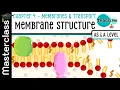 Chapter 4 - Membrane Structure Masterclass