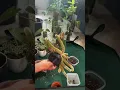 Download Lagu How I SAFELY Repot A Cactus #repotwithme #cactus #plantcaretips