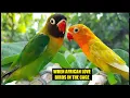 Download Lagu Love birds sounds to attract others | Love bird