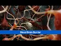 Short Demos 2024 Neural Network Blood Brain Barrier