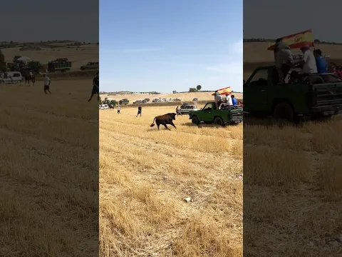 UN TORO EMBISTE UN COCHE‼️🙆🏻‍♂️