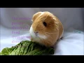 Rescue Guinea Pigs - Millie s Story Why You Should Adopt Your Next Pet