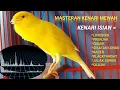 Download Lagu Masteran Kenari Isian Super Mewah!!!!! || lovebird prenjak ciblek sikatan londo blackthroat