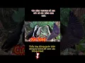 Download Lagu Tiếng Chim quốc tháng 11 cực sung #xuhuong #chimmoi #quocmoi