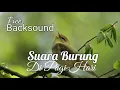 Lagu Suara Burung (Bird) di pagi hari, Free BackSound