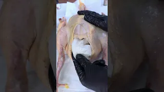 Como fazer uma MÚMIA?