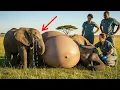 Baby Elephant Cries for Help to Save His Mother – What Rescuers Did Next Will Melt Your Heart