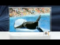 Tilikum A year after trainer death