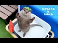 Download Lagu カワウソも暑い日はスイカが食べたいんじゃ！　Otters Hate Summer Fruit…Except This One!