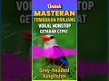 Download Lagu 🔥 Tembakan Panjang! Grey-headed Kingfisher–Vokal Nonstop, Getaran Cepat | Masteran Gacor dari Afrika