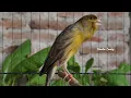Download Lagu Umpan Akurat! Kicauan Kenari yang Panjang dan Berputar Efektif Membuat Mereka Bernyanyi