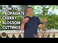 Cherry Blossom Bonsai Propagation by Root Cutting Turning a Sapling Into a Flowering Bonsai