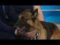 Meet Chris Adoptable Pets at Houston Humane Society