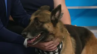 Meet Chris Adoptable Pets at Houston Humane Society
