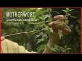Hello MOTHERWORT The gift of CALM