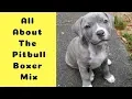 All About The Pitbull Boxer Mix The Bullboxer Pit