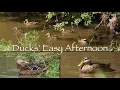 Ducks Easy Afternoon