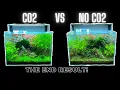 Lagu CO2 VS NO CO2 - SIDE BY SIDE COMPARISON - THE DIFFERENCE CO2 MAKES IN GROWING PLANTS
