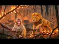Lagu Lion Runs Into Fire to Save Baby Monkey | Emotional Wildlife Rescue 🐯🔥 #WildlifeFire #BabyMonkey