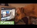 Howl-ception Dog howls to s of dogs howling