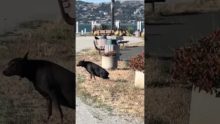 #Fyp #dream #doberman #pets #youtube