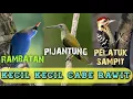 Download Lagu KECIL KECIL CABE RAWIT !! TEMBAKAN NYELEKIT DAN TAJAM !!! RAMBATAN - PIJANTUNG - PELATUK