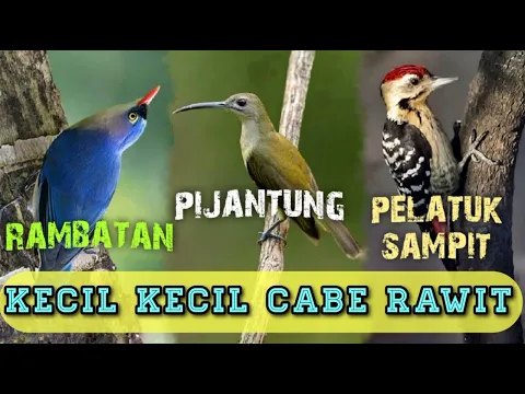 Download MP3 KECIL KECIL CABE RAWIT !! TEMBAKAN NYELEKIT DAN TAJAM !!! RAMBATAN - PIJANTUNG - PELATUK