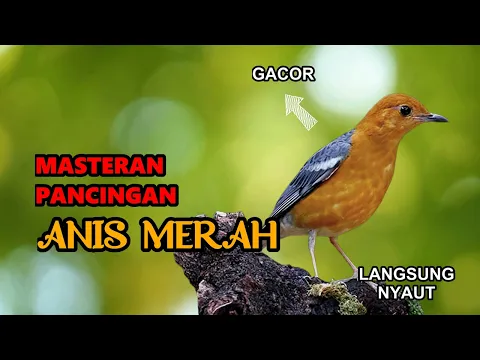 Download MP3 🔴 Download Suara Burung Anis Merah Mp3 Suara Jernih Untuk Pancingan