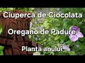 Download Lagu Ciuperca de Ciocolata/ Oregano de Padure/ Secrete din Natura 
