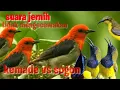 Download Lagu suara pikat burung kemade vs sogok ontong kombinasi terbaik 👍💯 Jernih