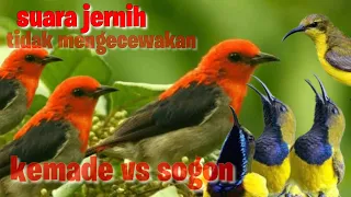 Download suara pikat burung kemade vs sogok ontong kombinasi terbaik 👍💯 Jernih MP3