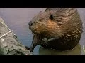 How Do Beavers Build Dams Nature on PBS