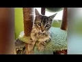 Sugar Butt - PHS Pet of the Week