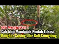 Download Lagu Aksi Mengejutkan‼️Cak Muji Mendadak Pindah Lokasi Buat Bongkar Sarang Ular Kali Srengseng