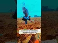 Download Lagu Zinidin zidan feat Tri suaka. sia siaku berjuang full lirik lagu. @yudi927