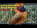 Download Lagu suara kutilang emas gacor isian mewah _ burung masteran