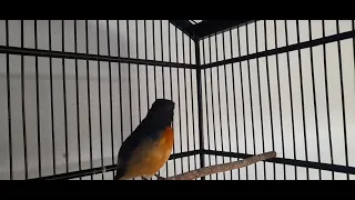 tledekan gunung nyuling santai rangsangan burung anda biar buka paruh u0026 gacor