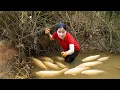 Download Lagu Harvest 500kg Of Big Fish In Mud Pond Sell At The Marke, Catching Fish With An Inverted Basket Trap